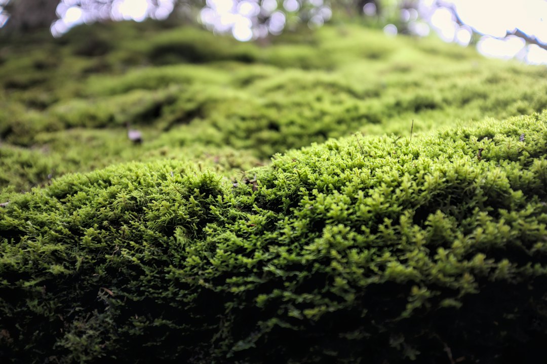 The Frogs Den bioactive supplies project